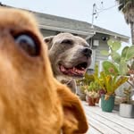peaches_and_mabel profile picture