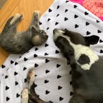 peaches_and_pepita profile picture