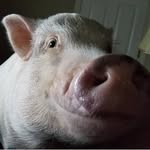 peaches_the_piggy profile picture