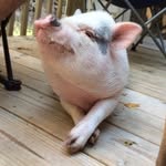 peachesthepiglet profile picture
