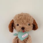 peach_jam_bear profile picture