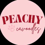 peachycavoodles.aus profile picture