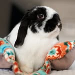 peanutbunner_ profile picture