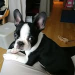 peanutthefrenchton profile picture