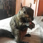 peanut_the_squirrel12 profile picture
