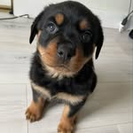 peaznutzz profile picture