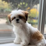 pebblesdoggy profile picture