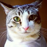 pecanthenut profile picture