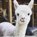 peekabearaboo profile picture