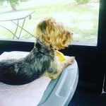 peenie_the_yorkie profile picture