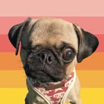 peeweesbigpugventure profile picture