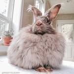peggy.the.bunny profile picture