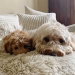 peggyandfozzie profile picture