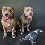 peggyandmolly profile picture
