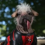peggythehairlesspug profile picture