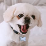 peki_emma profile picture