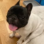peli_the_frenchie profile picture