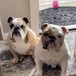 penelopejean_george_thebulldog profile picture