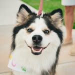 penelope_thepomsky profile picture