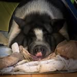 penelope_the_potbelly_pig profile picture