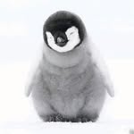 penguinsofworld profile picture