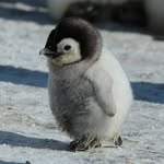 penguinstothepeople profile picture