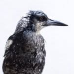 penguinthemagpie profile picture
