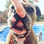 pennidog profile picture