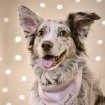 penny.pie.puppy profile picture