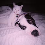 pennyandherpets profile picture