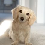 pennypaypaytheweenie profile picture