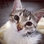 penny_thecrazycat profile picture