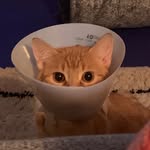 pennythegingercat profile picture