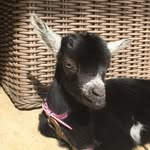 penny_thegoat profile picture