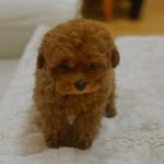 pepe_poodlecup profile picture