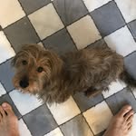 pepethehound profile picture