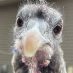 pepperpattison profile picture