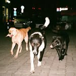 perritosanalogicos profile picture
