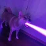 perritos_hc profile picture