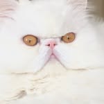 persiancatslove profile picture