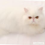 persiancatslove_grooming profile picture