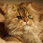 persiankittycommittee profile picture