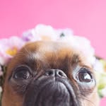 petit.frida profile picture