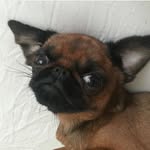 petitbacon profile picture