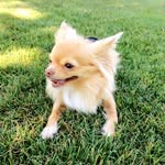 petite.kuma profile picture