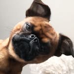 petitfloyd profile picture
