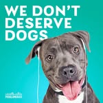 petsandpunchlines profile picture