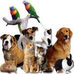 pets_official_page profile picture