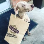 petwantsclt profile picture