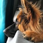petzonesikar profile picture